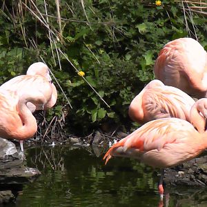 Flamingo - Welsh Mountain Zoo