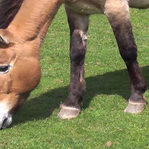 Przewalski Horse - Welsh Mountain Zoo