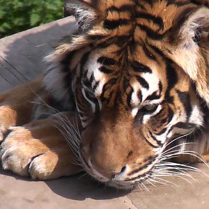 Tiger - Welsh Mountain Zoo