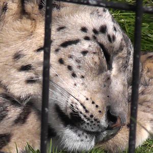 Snow Leopard - Welsh Mountain Zoo