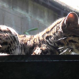 Margay - Welsh Mountain Zoo