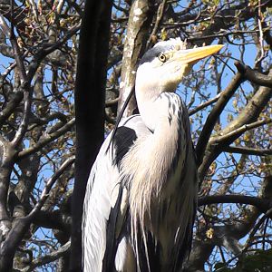 Wild Heron - Welsh Mountain Zoo
