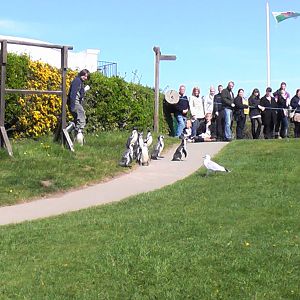 Penguin Walk - Welsh Mountain Zoo