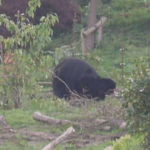 Spectacled Bears Members Day (April 2010