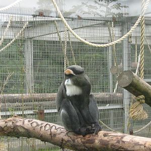 female de brazza monkey