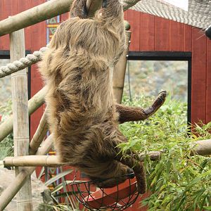 Sloth - 30 July 2010