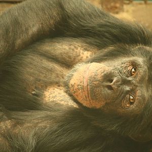 Tombe - 30 July 2010