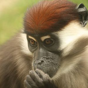 Cherry crowned mangabey - 30 July 2010