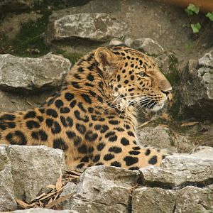 Dende - 30 July 2010