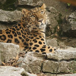 Dende - 30 July 2010