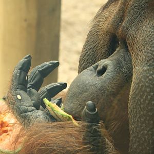 Rajang - 30 July 2010