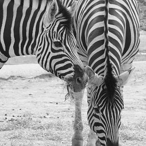 Zebra - 30 July 2010