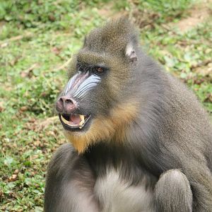 Mandrill - 30 July 2010