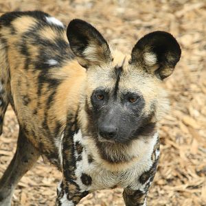 African hunting dog - 30 July 2010