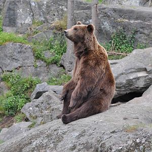 The bear Varulven at Kolmården Wildlife Park
