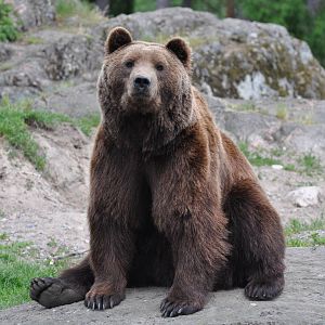 The bear Varulven at Kolmården Wildlife Park