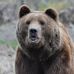 The bear Varulven at Kolmården Wildlife Park