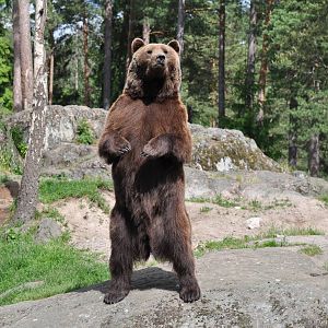 Standing bear Varulven at Kolmården Wildlife Park