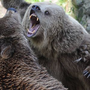 Bear fight! Sharp teeths!