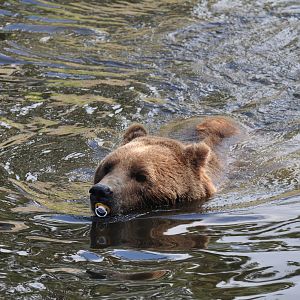 Bear with Pacifier (Dummy) at Kolmården