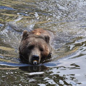 Bear with Pacifier (Dummy) at Kolmården