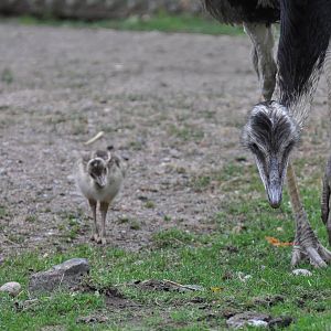 Rhea chicken at Kolmården Wildlife Park
