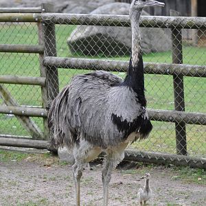 Rhea chicken at Kolmården Wildlife Park