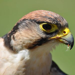 Lanner Falcon at Kolmården Wildlife Park