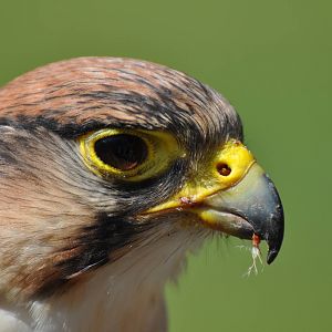 Lanner falcon at Kolmården Wildlife Park