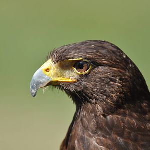 Harris Hawk at Kolmården Wildlife Park