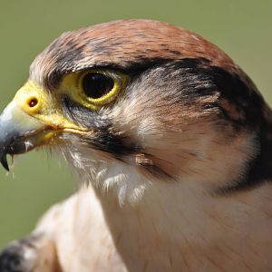 Lanner Falcon at Kolmården Wildlife Park