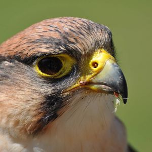 Lanner falcon at Kolmården Wildlife Park