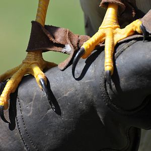 Harris Hawk at Kolmården Wildlife Park