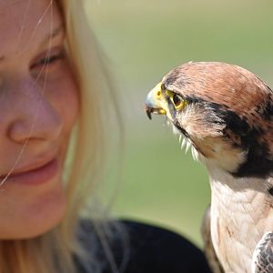 Lanner falcon with trainer at Kolmården Wildlife Park