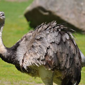 Rhea at Kolmården Wildlife Park