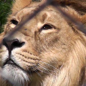 Iblis - Chester Zoo 2010