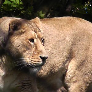 Asha - Chester Zoo 2010