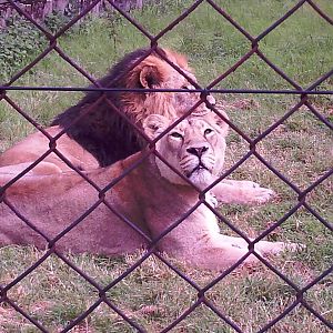 Asoka and Asha - Chester Zoo 2008