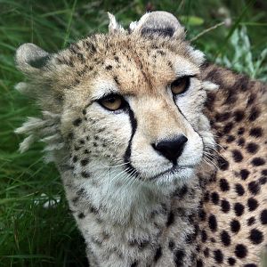 Cheetah - Kinky Tail