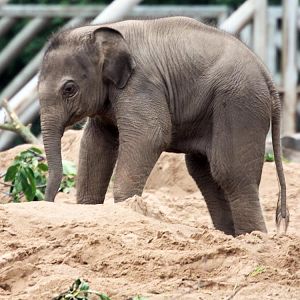 Nayan - male Asian elephant