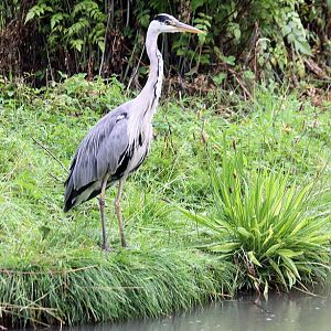 Heron on chimp island