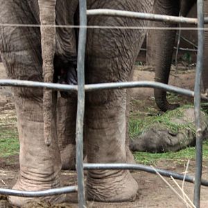 Nayan asleep under the feeding net