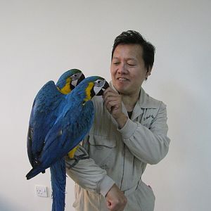Yaung hand reared macaw in kuwait zoo