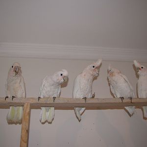 Yaung hand reared goffin's in kuwait zoo