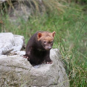 Bush Dog Pup