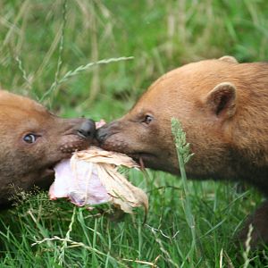 Bush Dog feed