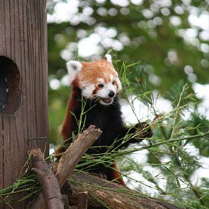 Red Panda