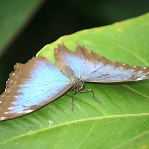 Peleides Blue Morpho