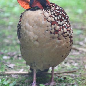 Cabot's Tragopan