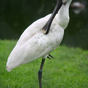 Eurasian Spoonbill